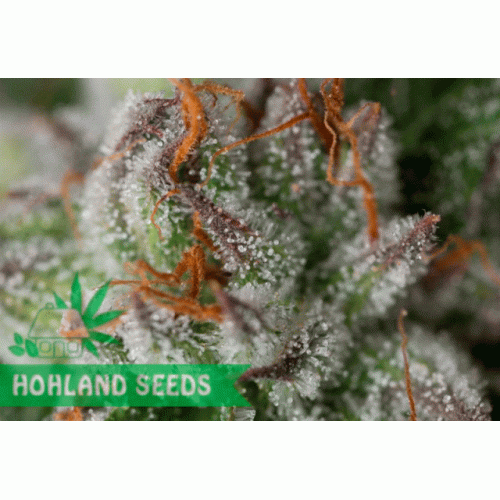 Bubba Kush Bubba Kush