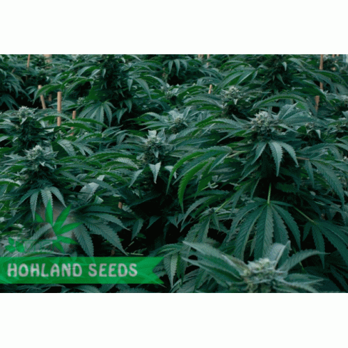 Bubba Kush Bubba Kush