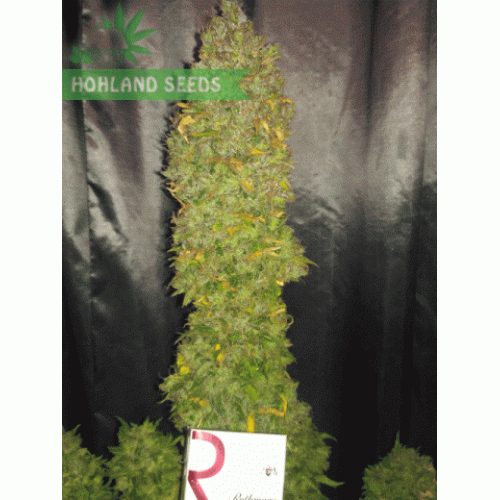 Bubba Kush Auto Bubba Kush Auto