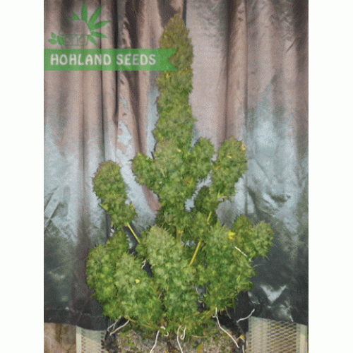 Bubba Kush Auto Bubba Kush Auto