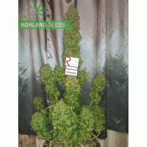 Bubba Kush Auto Bubba Kush Auto