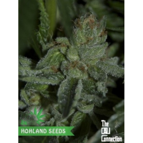 Buddha Tahoe OG Buddha Tahoe OG