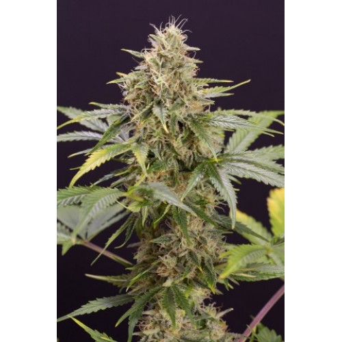 Chocolate Mint OG Auto Chocolate Mint OG Auto