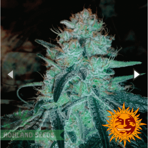 Chronic Thunder Chronic Thunder