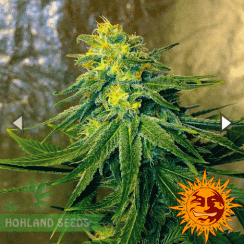 Chronic Thunder Chronic Thunder