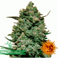 Cookies Kush Cookies Kush