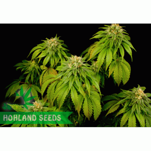 California Hash Plant