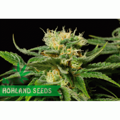 California Hash Plant