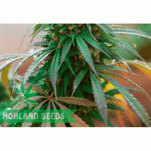 California Hash Plant