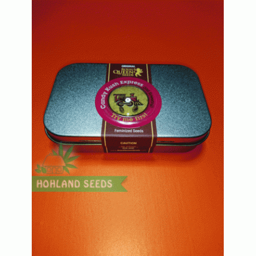 Candy Kush Express Fast Version Bulk Seeds