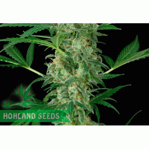 Permanent Jealousy XL Auto