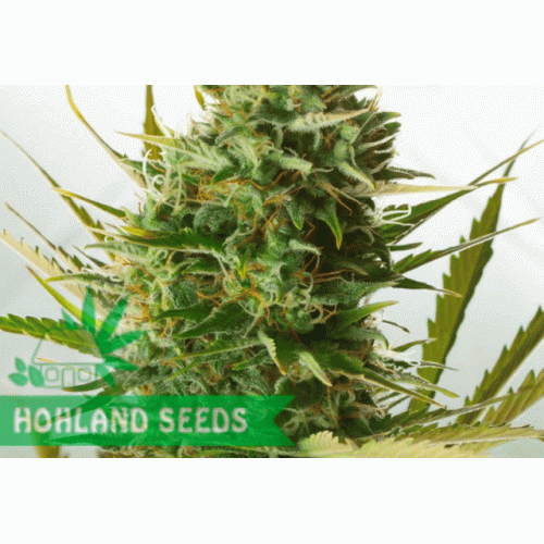Cheese XXL Autoflowering