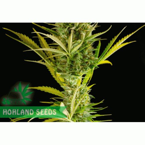 Cheese XXL Autoflowering