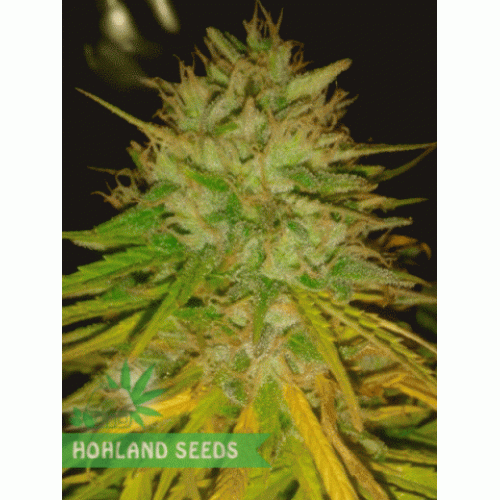 Cotton Candy Kush Cotton Candy Kush