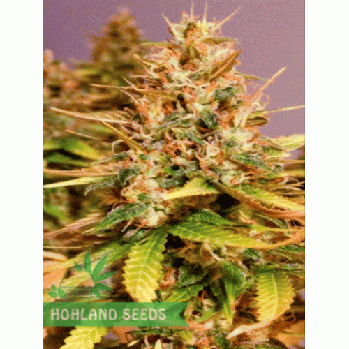 Cotton Candy Kush Cotton Candy Kush