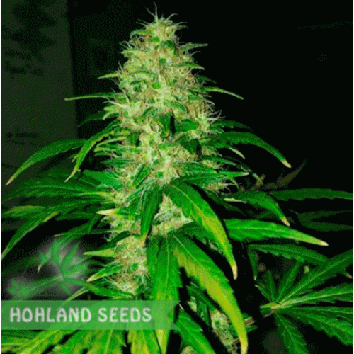 Cotton Candy Kush Cotton Candy Kush