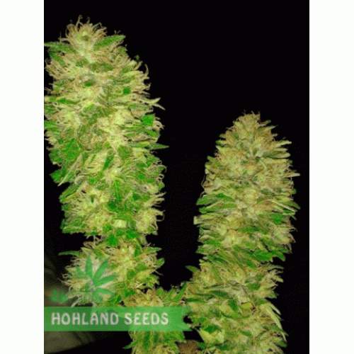 Cotton Candy Kush Cotton Candy Kush