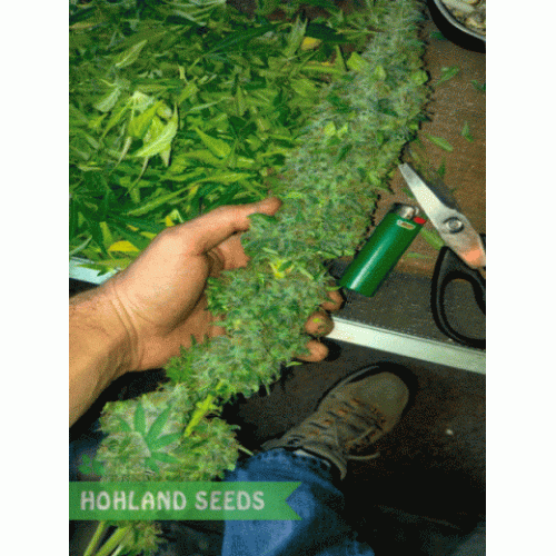 Cotton Candy Kush Cotton Candy Kush