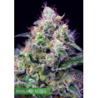 Cream Caramel Cream Caramel