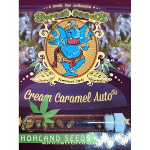 Cream Caramel Auto