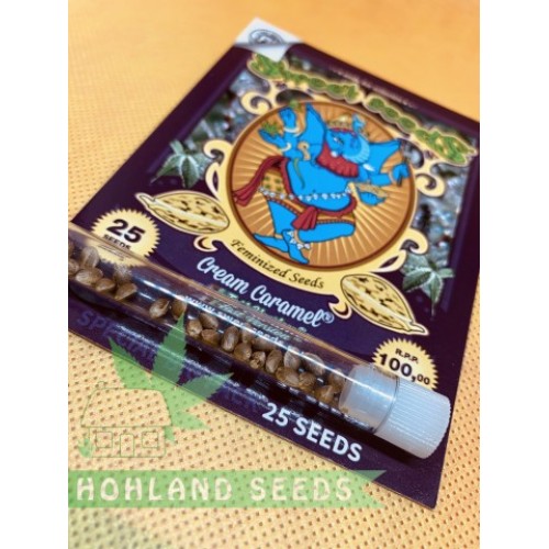 Cream Caramel F1 Fast Version