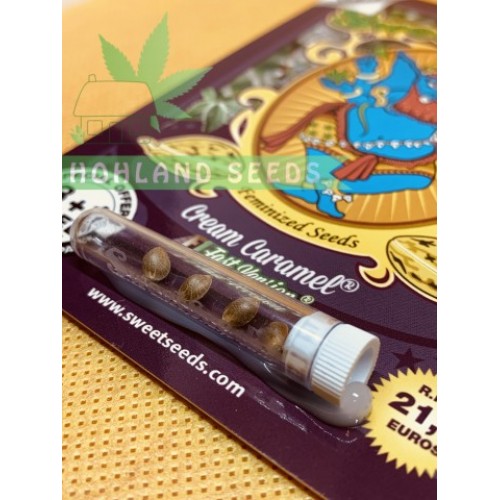 Cream Caramel F1 Fast Version