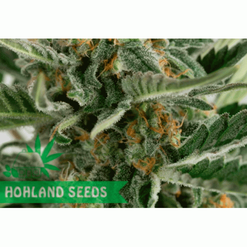 Critical + 2.0 Autoflowering