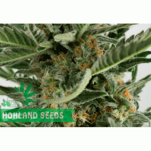 Critical + 2.0 Autoflowering