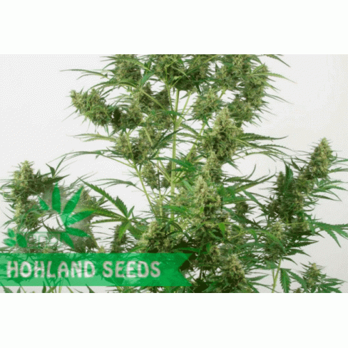 Critical + 2.0 Autoflowering