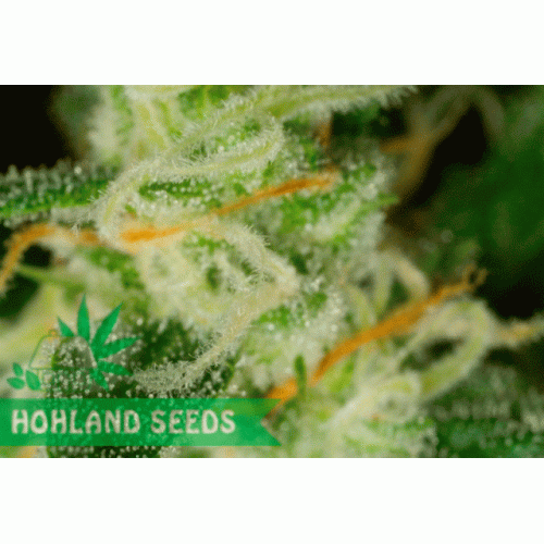 Critical + 2.0 Autoflowering