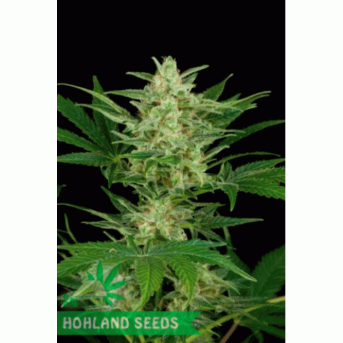 Critical Jack Autoflowering Critical Jack Autoflowering