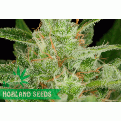 Critical Jack Autoflowering