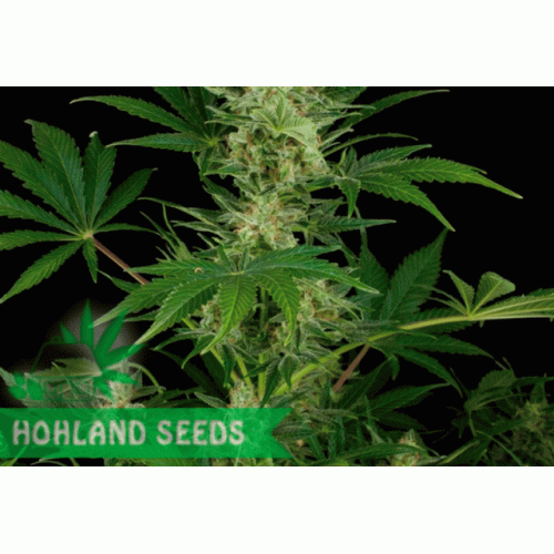 Critical Jack Autoflowering