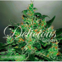 Critical Jack Herer Auto Critical Jack Herer Auto