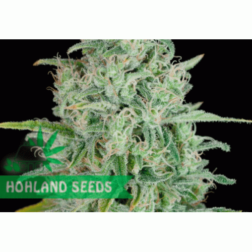 Critical Jack