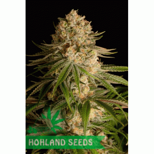 Critical Kush