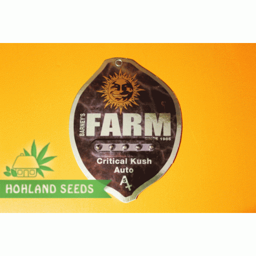 Critical Kush Auto