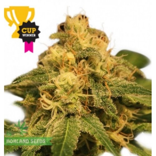 Critical