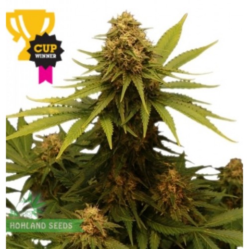 Critical