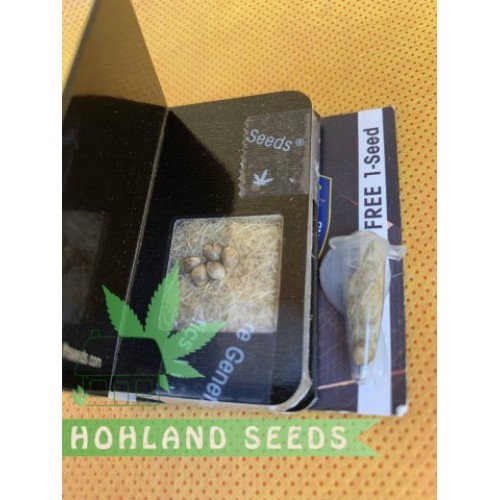 Critical Hog Critical Hog