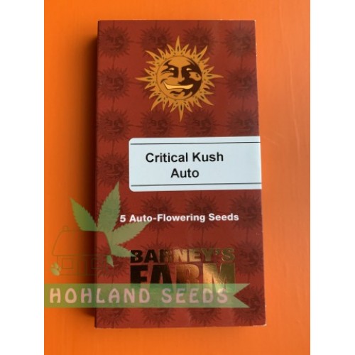 Critical Kush Auto