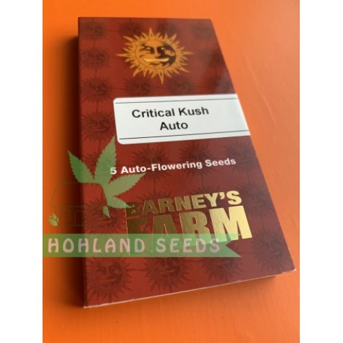 Critical Kush Auto