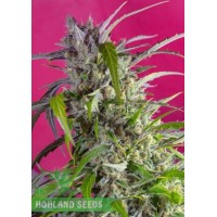 Crystal Candy Auto Crystal Candy Auto