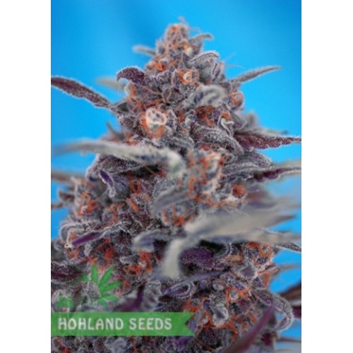 Devil Cream Auto Devil Cream Auto