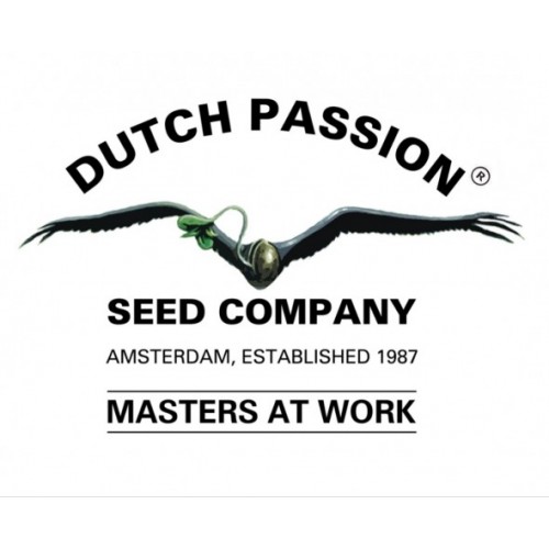 Frisian Dew
