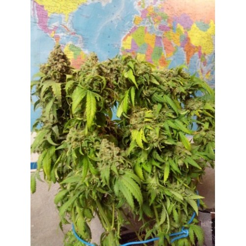 Eleven Roses Early Version Eleven Roses Early Version