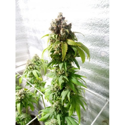 Eleven Roses Early Version Eleven Roses Early Version