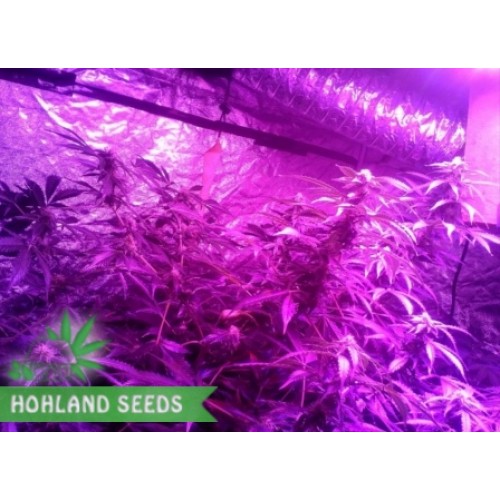 Ginger Punch Auto