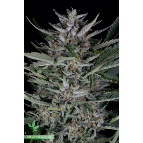 Gorilla Autoflowering