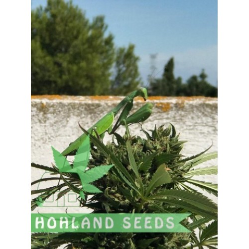 Gorilla Girl XL Auto Gorilla Girl XL Auto